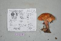 Suillus americanus image