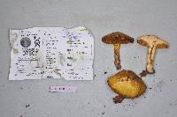 Lactarius rubrilacteus image