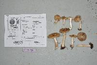 Inocybe mixtilis image