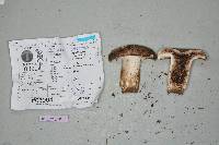 Russula nigricans image