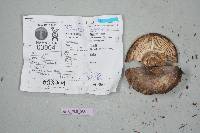 Russula nigricans image