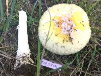 Amanita regalis image