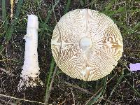 Amanita regalis image