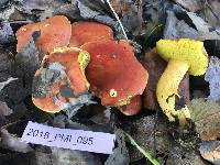 Boletus coccyginus image