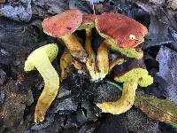 Boletus coccyginus image