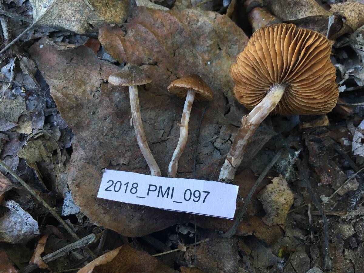 Cortinarius fulvoconicus image