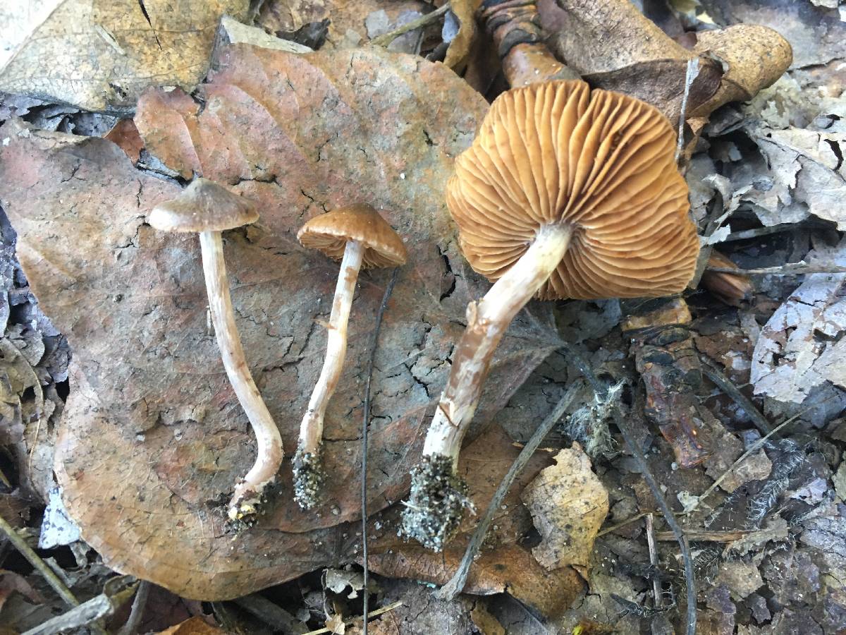 Cortinarius fulvoconicus image