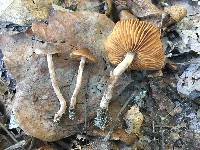 Cortinarius fulvoconicus image