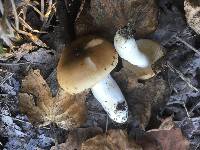 Russula pectinatoides image