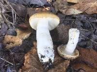 Russula pectinatoides image