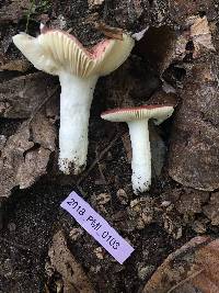 Russula violacea image