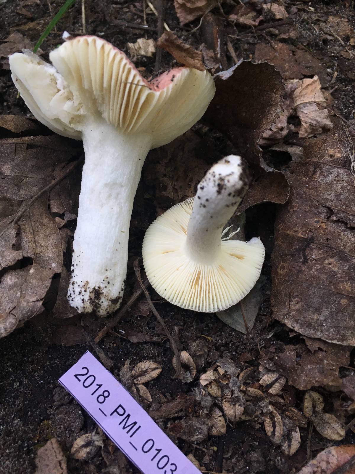 Russula violacea image