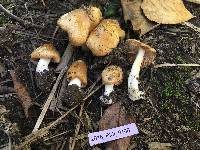 Inocybe sororia image