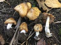 Inocybe sororia image