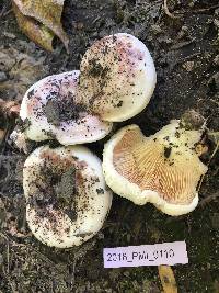 Lactarius controversus image