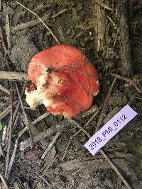 Russula persicina image