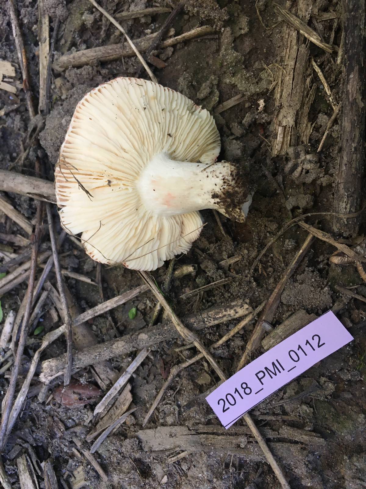 Russula persicina image