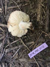 Russula persicina image