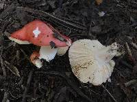 Russula persicina image