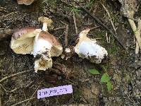 Russula violacea image