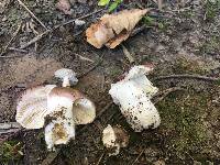 Russula violacea image