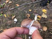 Russula violacea image