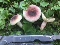 Russula mariae image