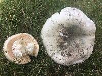 Russula parvovirescens image