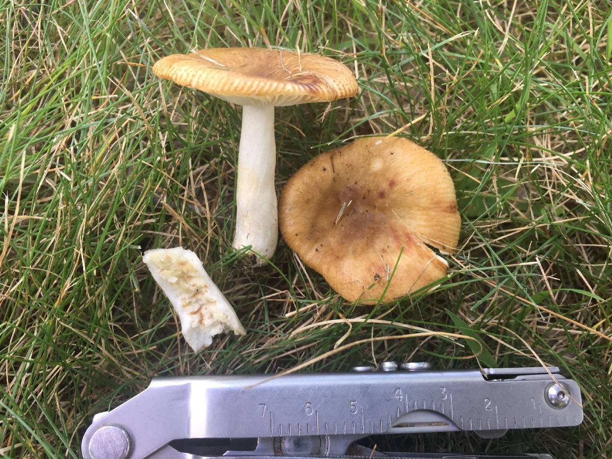 Russula amerorecondita image