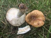 Russula amerorecondita image