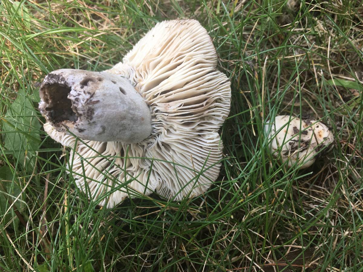 Russula acrifolia image