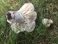 Russula acrifolia image