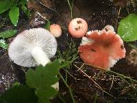 Russula montana image