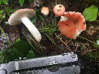 Russula montana image