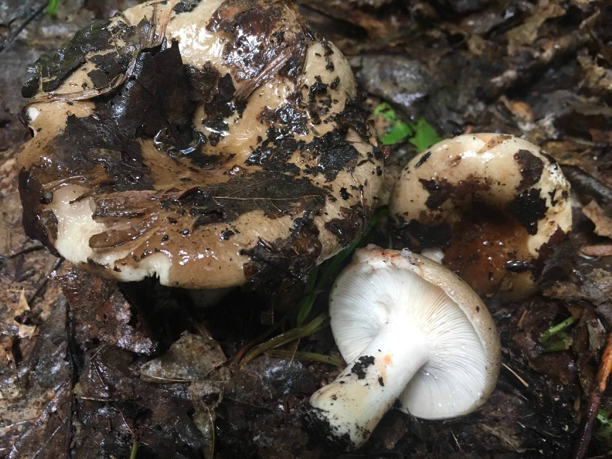 Russula acrifolia image