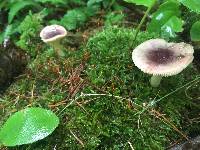 Russula fragilis image