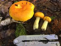 Russula xantho image