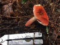 Russula peckii image