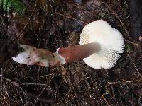 Russula peckii image