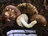 Russula brunneola image