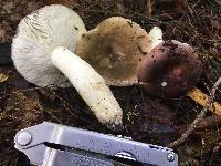 Russula variata image