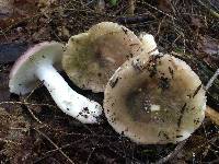 Russula variata image