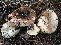 Russula dissimulans image