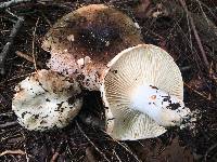 Russula dissimulans image