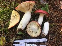 Russula vinosa image