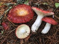 Russula vinosa image