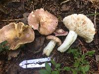 Russula variata image