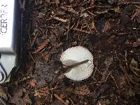 Russula montana image