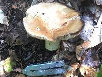 Russula compacta image