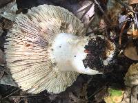 Russula compacta image